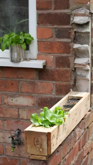 diy pallet garden planter made from repurposed wood, holding small pots with growing lettuce, placed on a brick wall near a window