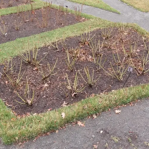 dormant rose bushes growing in dark rose garden soil within a maintained garden bed, surrounded by grass and mulch, with visible plant identification labels in the soil