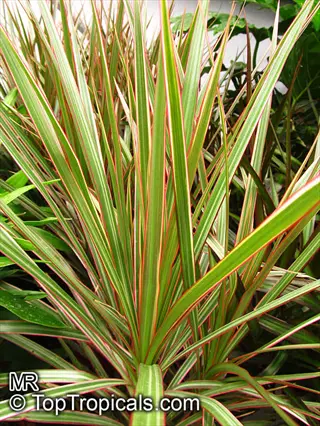 dracaena bicolor variegated plant with long green and red striped leaves