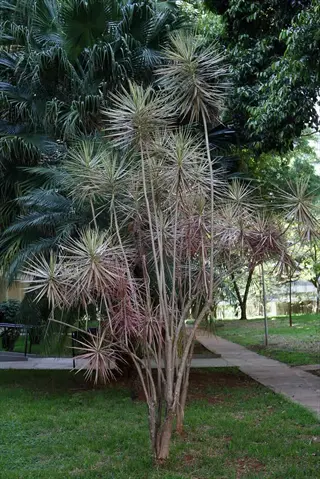 dracaena colorama pink plant with spiky leaves in a sunlit garden among palm trees
