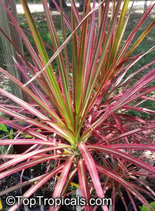 dracaena marginata plant showcasing long, slender leaves with vibrant green centers and striking red edges