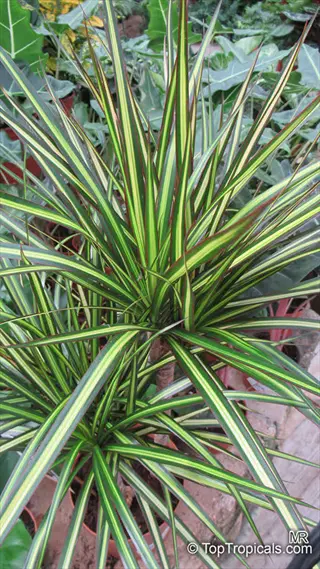dracaena tricolor plant showcasing long, slender leaves with vibrant green, yellow, and red stripes in a garden setting