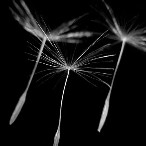 dramatic black and white close-up of dandelion seeds flying against a solid dark background, showcasing delicate filaments and airborne dispersal