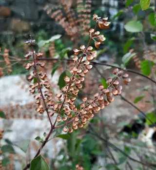 dried basil flower seeds on stalks with green leaves in the background