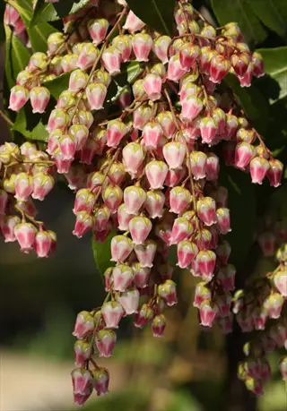 drooping clusters of pink-tinted pieris japonica flowers with glossy green leaves in sunlight