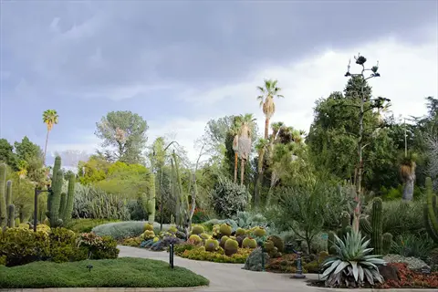 drought resistant garden landscaping: pathway through botanical garden with cacti, agave, succulents and palm trees, showcasing water-wise planting
