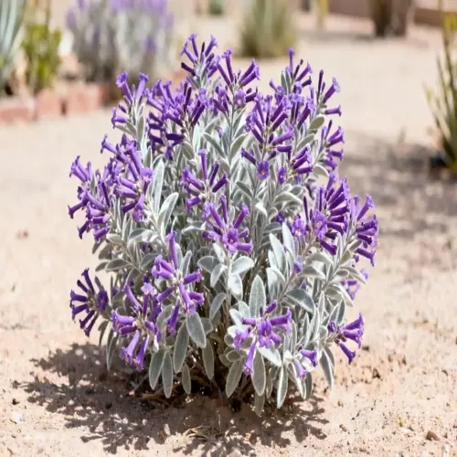 drought resistant garden lavender with purple flowers and silver foliage
