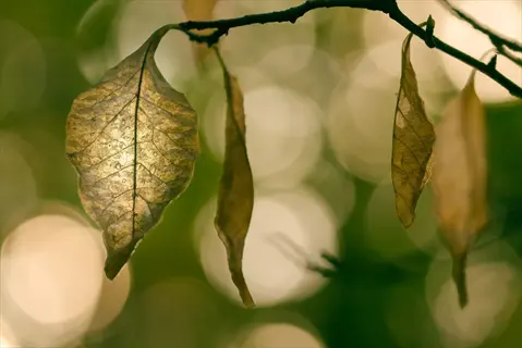 dry wilted plant leaves on a branch showing signs of underwatering and drought stress, with soft bokeh background lighting