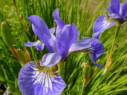 dutch iris purple flowers with yellow and white markings among green foliage