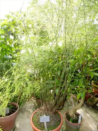 dwarf asparagus fern pot in terracotta container with plant label, surrounded by other potted greenery in a sunlit greenhouse