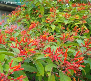 dwarf burning bush hedge with vibrant red and orange tubular flowers and green foliage