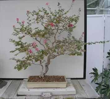 dwarf crepe myrtle container with pink blooms and a label on a wooden stand against a light wall
