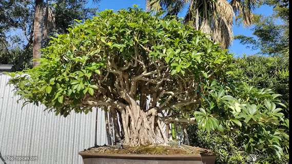 dwarf ficus benjamina bonsai tree in a pot against tropical foliage background with clear blue sky