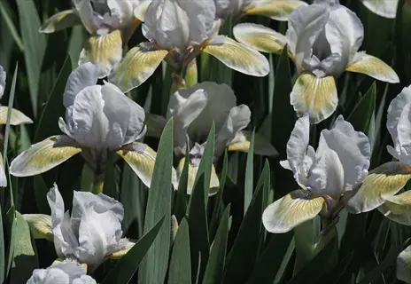 dwarf iris garden featuring white and yellow flowering plants with green foliage