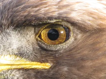 eagle eye closeup: detailed view of golden-brown iris with dark pupil, sharp focus on feather textures around the eye, showcasing enhanced vision capabilities