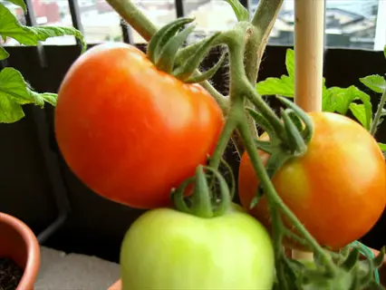 early girl tomato plant growing in a container on a balcony, with ripe red, orange, and green tomatoes on the vine
