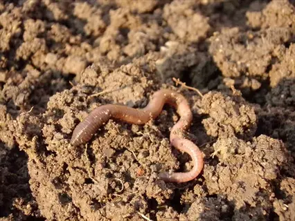 earthworm soil ecosystem: close-up of a common earthworm (lumbricus terrestris) on crumbly brown soil with natural texture