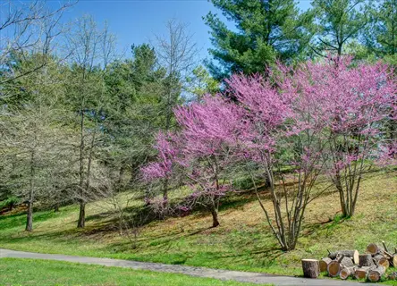 eastern redbud blooming in spring forest with path and stacked logs