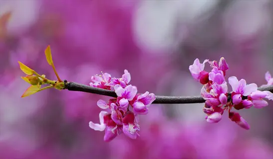 eastern redbud blossoms close-up on a branch with young leaves against pink blurred background