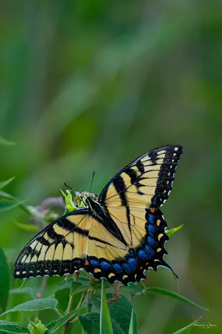 eastern tiger swallowtail butterfly (papilio glaucus) on green foliage with watermark signature, showcasing its yellow-black wings and blue/orange markings