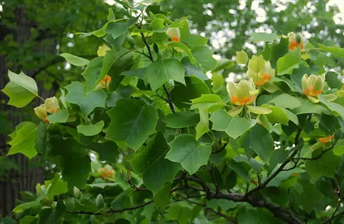 emerald city tulip tree showcasing green lobed leaves and yellow-orange tulip-shaped flowers in natural setting