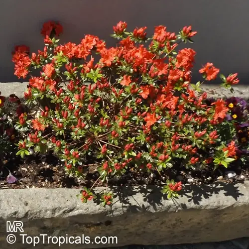 encore azalea blooming garden in stone planter with vibrant red flowers against a sunny wall background