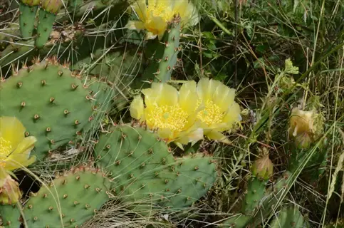 engelmann prickly pear desert showcasing yellow blooms on spiny pads amid arid vegetation