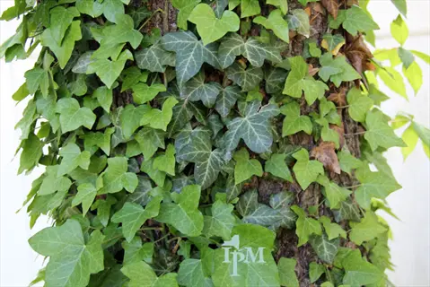 english ivy trailing plant (hedera helix) with variegated green leaves growing vertically on tree trunk, featuring ipm watermark