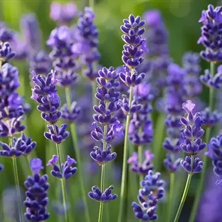 english lavender blooming in a sunlit garden