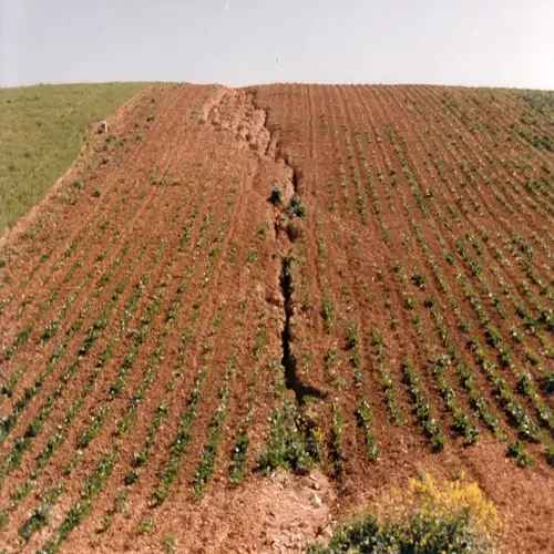 eroded farmland soil forming a deep ravine through cultivated crop rows under clear sky