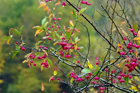 euonymus shrub branches with vibrant red berries, green and yellow leaves after rainfall