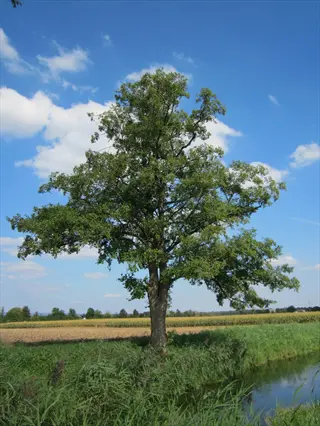 european alder (alnus glutinosa) tree: mature specimen with broad green canopy standing beside a calm river in agricultural landscape under blue sky with white clouds