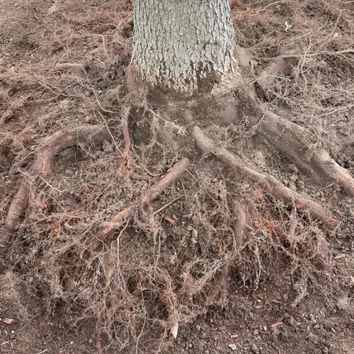 exposed tree roots in soil - intricate root system spreading through earthy ground