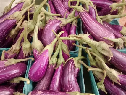 fairy tale eggplant purple: harvested striped eggplants in green containers from a home container garden