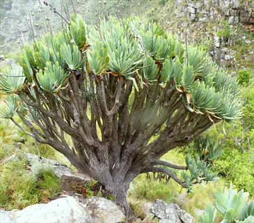 fan aloe plicatilis tree growing on a rocky mountainside with lush green vegetation