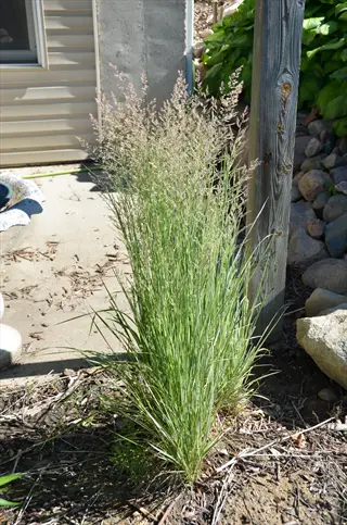 feather reed grass with tall plumes growing in a sunny backyard near a house foundation, wooden post, and rocky border