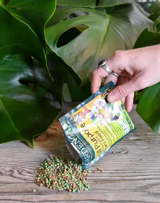 fertilizing houseplant: hand with silver ring pouring all-purpose plant food from colorful packet onto wood surface near split-leaf philodendron