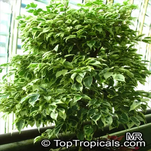 ficus benjamina indoor potted plant with green-white variegated leaves in greenhouse