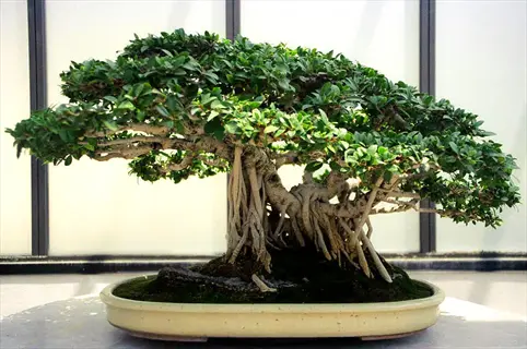 ficus bonsai tree showcasing intricate aerial roots and dense green foliage in an oval ceramic pot against a bright backdrop