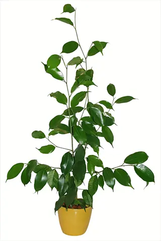 ficus exotica houseplant in a yellow pot with glossy green leaves against white background