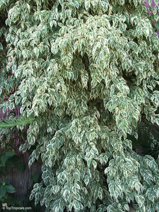 ficus golden king plant showcasing dense green and white variegated foliage