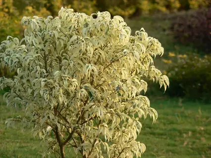 ficus starlight variegated weeping fig plant with cream-edged leaves in a sunlit garden