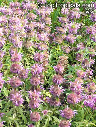 field of bee balm purple flowers in bloom with green foliage