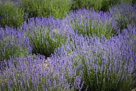 field of blooming fernleaf lavender plants with purple flower spikes and green foliage