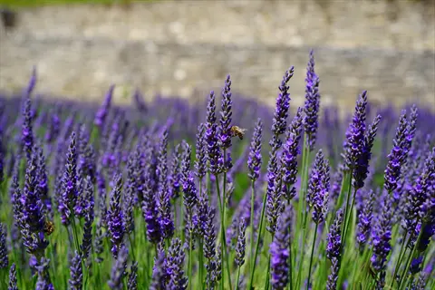 field of blooming lavender garden plants (lavandula) with bees pollinating, set against a rustic stone wall backdrop