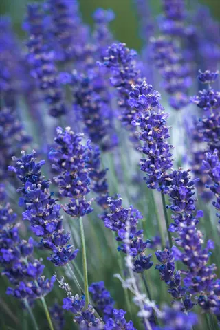 field of blooming purple lavender flowers with green stems