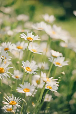 field of chamomile daisy flowers featuring white petals with bright yellow centers in a sun-dappled green meadow