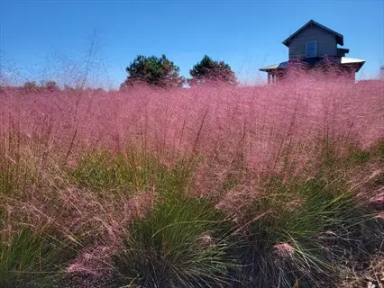 field of pink muhly grass in the foreground with a house and trees under clear blue sky