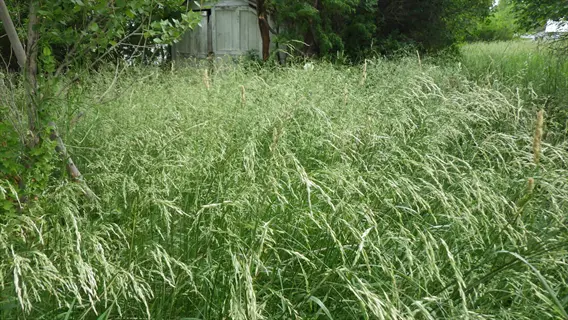 field of tall fescue grass clumps with a weathered shed and trees in the background