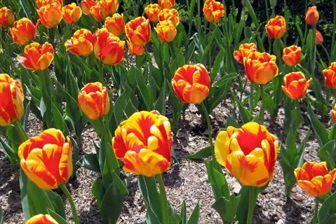 field of vibrant darwin hybrid tulips featuring bright orange and yellow petals with green foliage